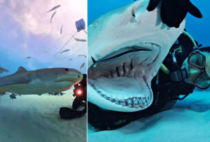 scuba diver 23 year friendship 15 foot shark